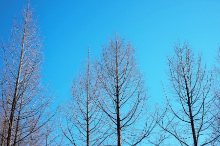 Tree and skyの写真素材