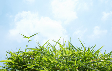 bamboo leaves