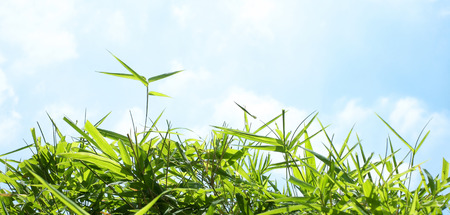 bamboo leavesの写真素材