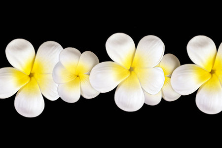 Frangipani flowerの写真素材