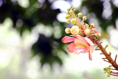 Cannonball Treeの写真素材