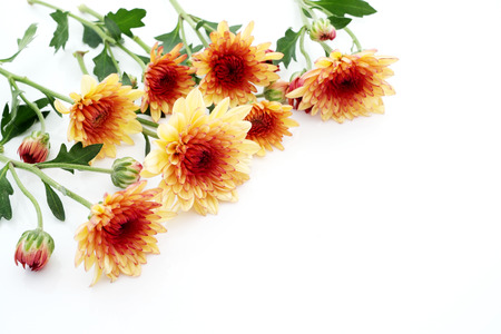 chrysanthemum fiowerの写真素材