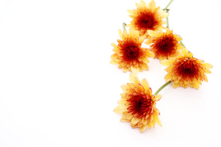 chrysanthemum fiower