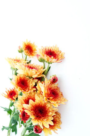 chrysanthemum fiowerの写真素材
