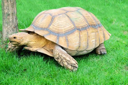 Giant tortoise on grass
