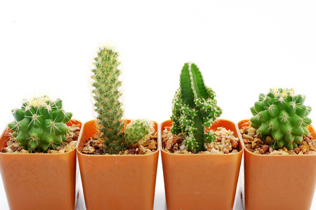 Cactus on a white backgroundの写真素材