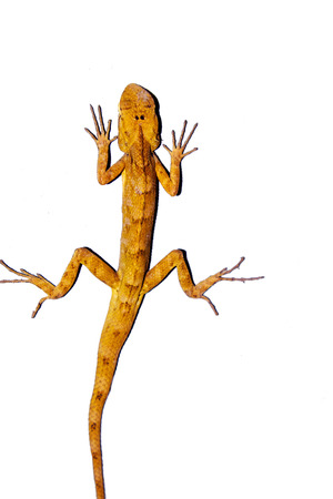 lizard on a white backgroundの写真素材