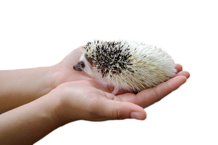 Little hedgehog sits in hands isolated on white backgroundの写真素材