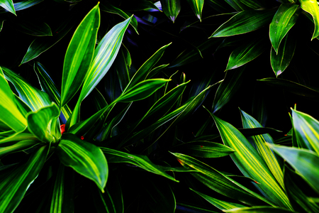 green leafの写真素材