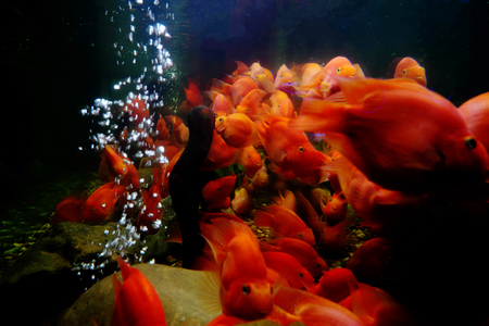 Beautiful fish in the cabinetの写真素材