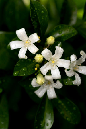 White Murraya paniculata on a tree