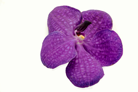 Thai orchid flowers on a white backgroundの写真素材