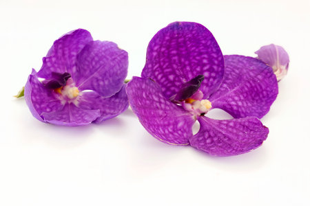 Thai orchid flowers on a white backgroundの写真素材