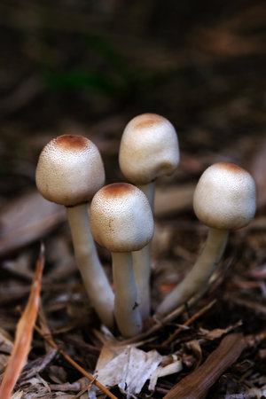 Poisonous mushrooms naturally grow on straw.の写真素材