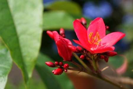 Spicy jatropha Flowerの写真素材