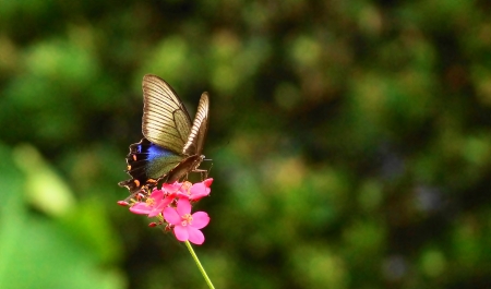 Butterfly feeding on a Flowerの写真素材
