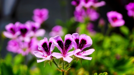 pelargonium capitatum 