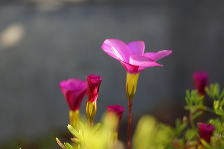 Oxalis glabra flowerの写真素材