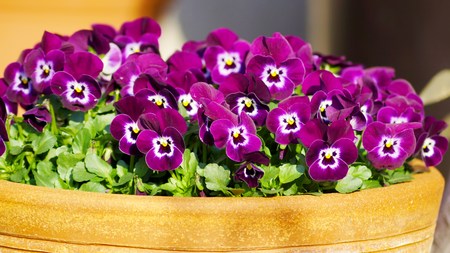 Viola flower