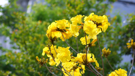 Tabebuia chrysotricha yellow flowers,Golden Tree