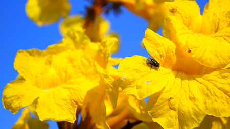 Tabebuia chrysotricha yellow flowers,Golden Tree