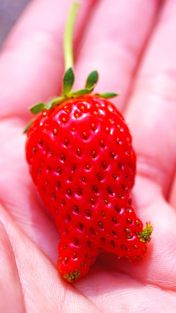 Strawberry fresh from the gardenの写真素材