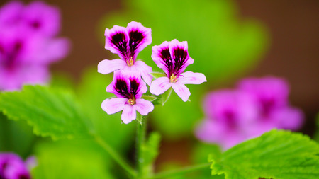 lovely purple geranium flower