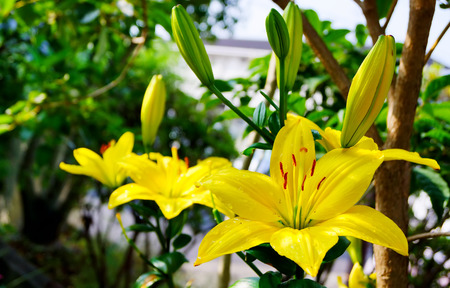 yellow lily flower on nature backgroundの写真素材