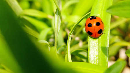 ladybug on green nature backgroundの写真素材