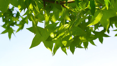 Green leaves backgroundの写真素材