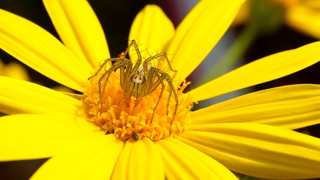  Yellow flowers with butterflies, spidersの写真素材