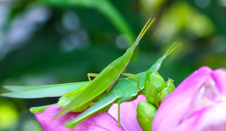  grasshopper の写真素材