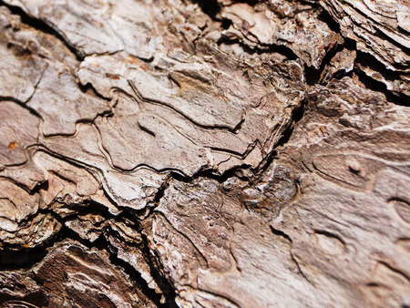 wood texture,vintage backgroundの写真素材