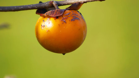 Persimmon tree and bright orange persimmons in nobeoka miyazaki japanの写真素材