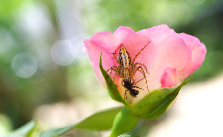 Spider catching insects on pink roseの写真素材