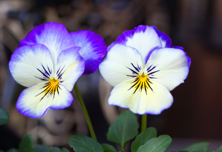 Viola flower bloom during the winter in Japan