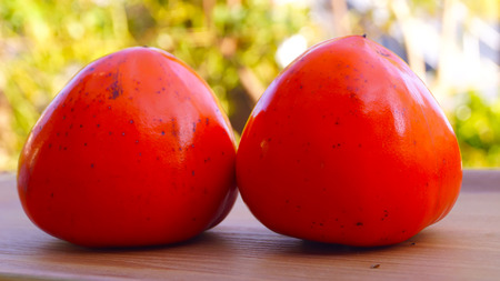 Fresh  orange persimmon  from Japanese gardenの写真素材