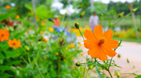 Cosmos flowerの写真素材