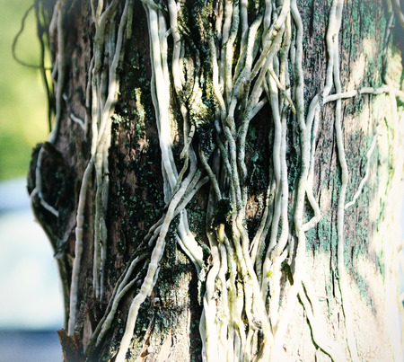 Vintage Wood backgroundの写真素材