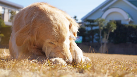 Golden Retriever in japanの写真素材