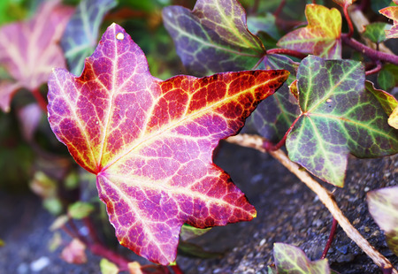 beautiful leaves in Japanの写真素材