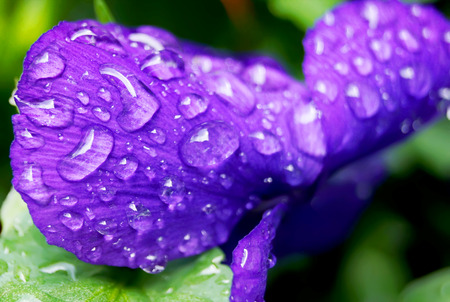 clost up Water drops on  Viola flower in japanese garden