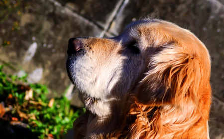 Lovely Golden Retriever stay in Japanの写真素材