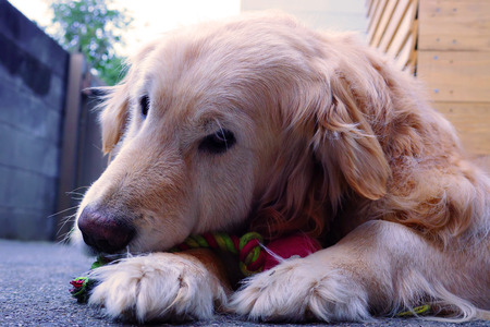 Lovely Golden Retriever stay in Japanの写真素材