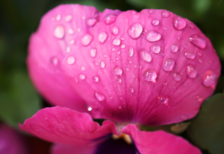 Close up Water drops on Viola flowers  in japanese gardenの写真素材