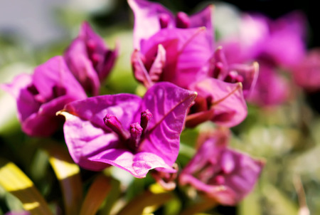 close up bougainvillea flowerの写真素材