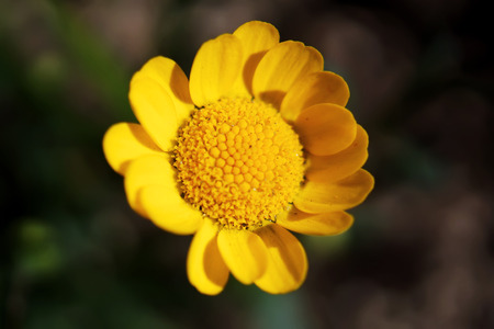 close up Yellow flower in Japanese Garden