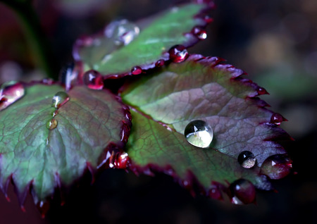 close up Rain drop on the leave of roses on a rainy dayの写真素材