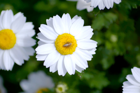 Leucanthemum paludosum, Flower-beds in the spring in Japanの写真素材