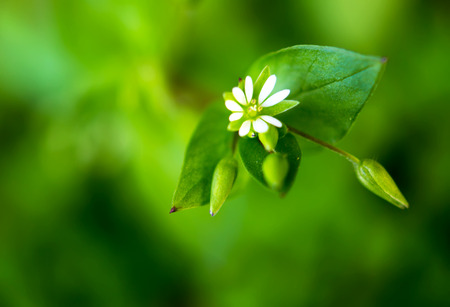 macro mini grass flowers in spring season in japan